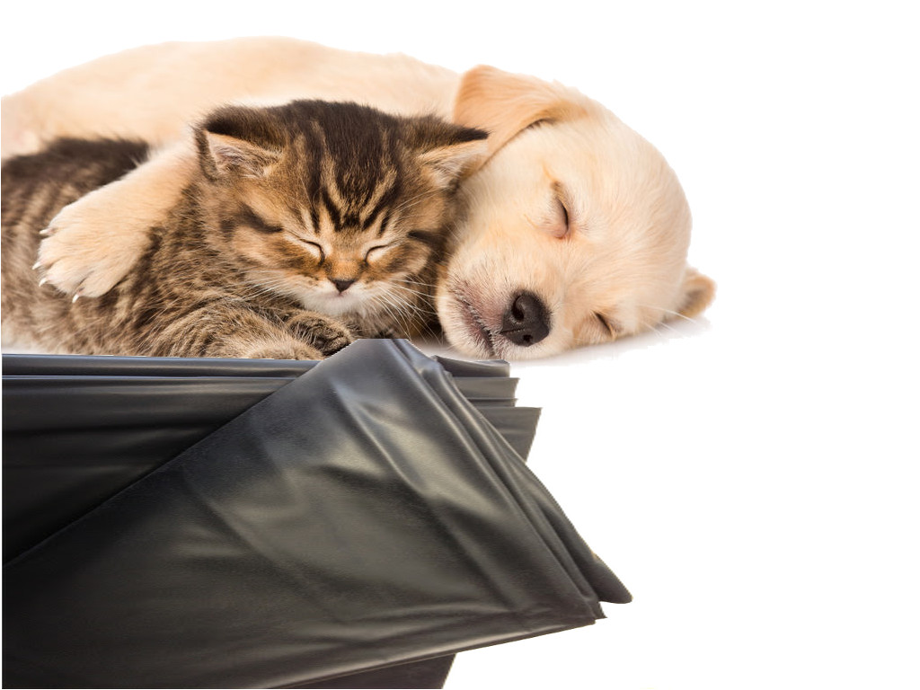 Haustier Unterlage für Hunde und Katzen abwaschbar Schwarz flexibel für drinnen draussen - Vorschau 2