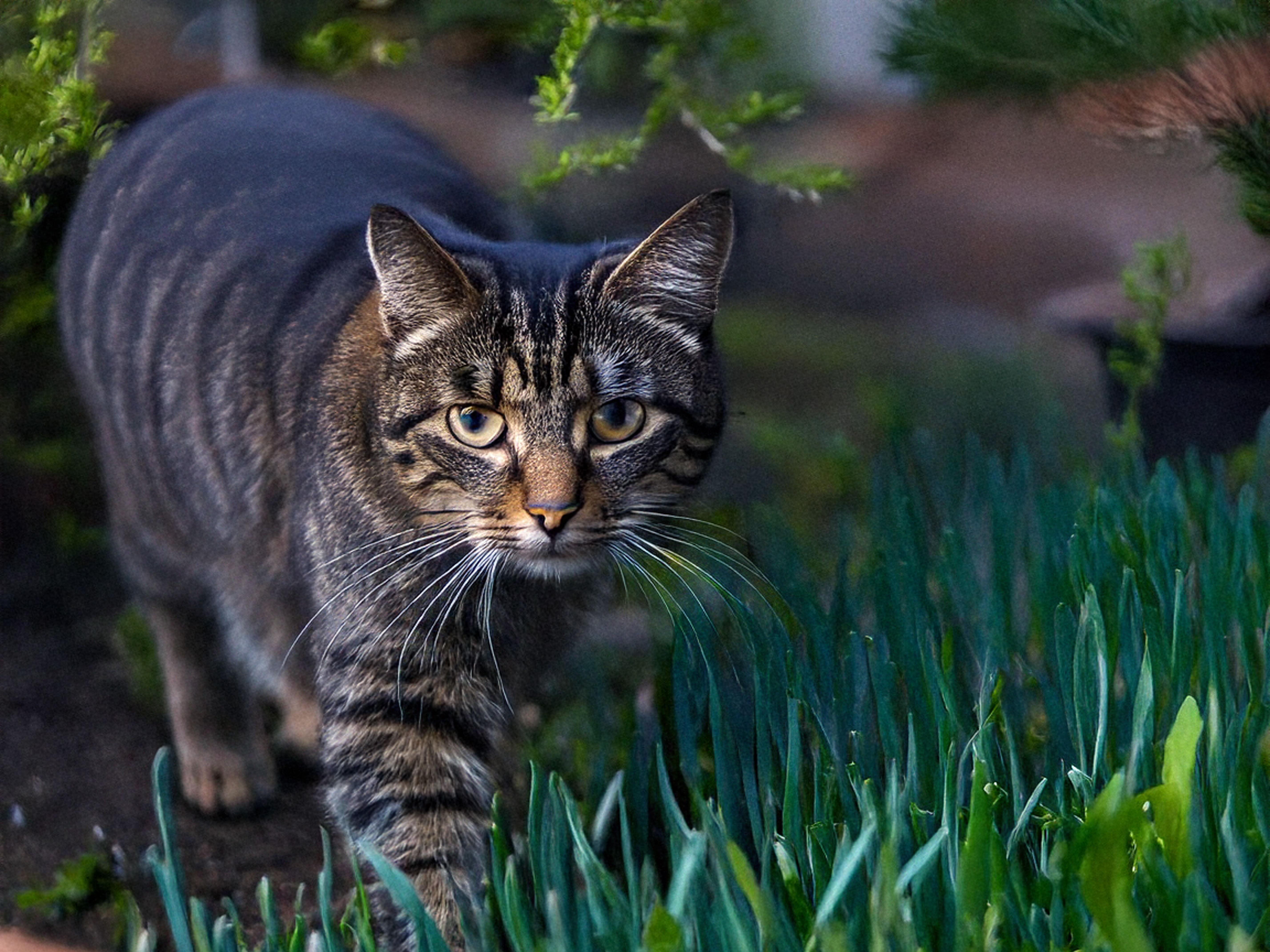 Weinglas Katze Lucy - Set mit 2 Schnurrinator-Gläsern für Katzenliebhaber - Vorschau 3