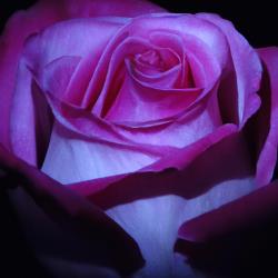 La rosa de la venganza se emite esta noche.